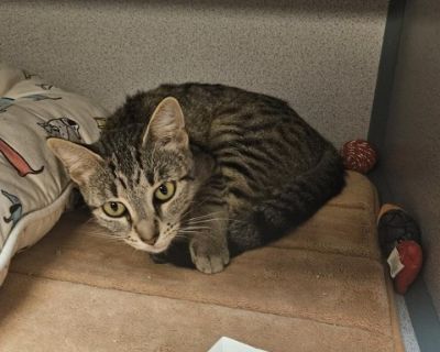 Nala - Domestic Short Hair Female Cat for Adoption