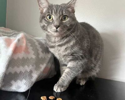 Child. Gray, blue or silver tabby. Hair: short. Microchipped. Chrissy is independent but also enjoys company of other cats. She is curious and a bit mischievous. She can be a little timid at first, and if with another cat, would do well with one who is confident and friendly. She will do well alone or with other cats. Animal is Fostered in: West Bend, WI For more information, or to apply for ad...