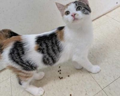 Beezus - Domestic Shorthair Female Cat for Adoption