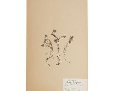 Vintage Swedish Herbarium - Thyme, 1938