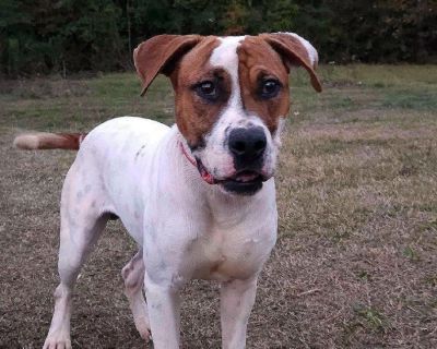 Leo - American Staffordshire Terrier & Boxer Mix Male Dog for Adoption