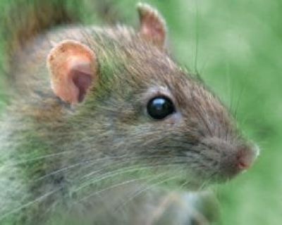 Get Rid of Rodents in Atlanta