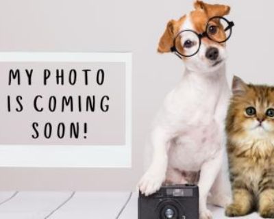 Gwendolyn - Pointer Mix Female Dog for Adoption