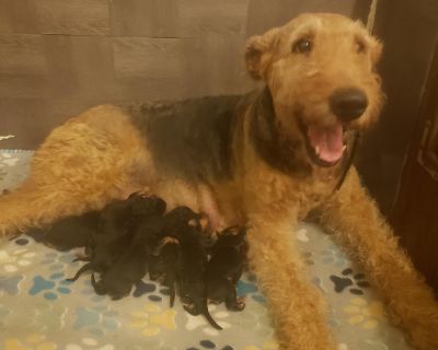 3 Male and 3 Female Airedale Terrier Puppies for Sale