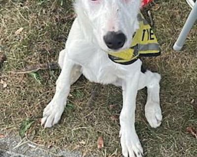 Bunny - Border Collie Female Dog for Adoption