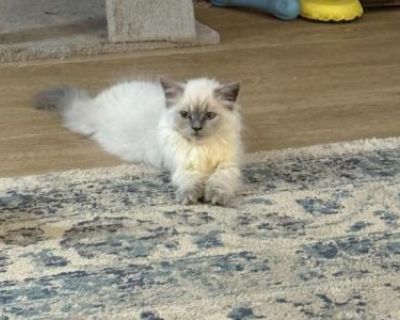 Household pet. Registered. Kittens comes with limited CFA Registered Papers. Breeding rights extra Shots, rabies paperwork Vet info Kitten guarantee. Kittens are very sweet and loving Raised around children and dogs Parents are FELV/fiv neg Pkd clear