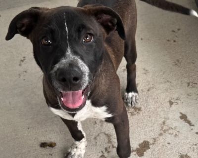 Alleppey - Australian Cattle Dog / Blue Heeler & Labrador Retriever Mix Female Puppy for Adoption