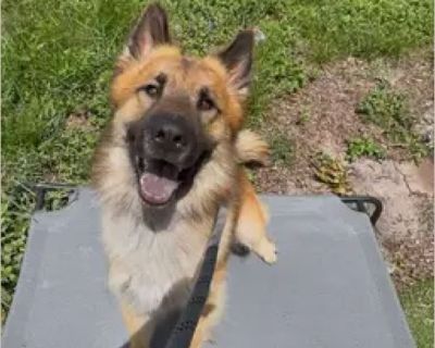 Frankie - Male Puppy German Shepherd / Chow Chow for Adoption