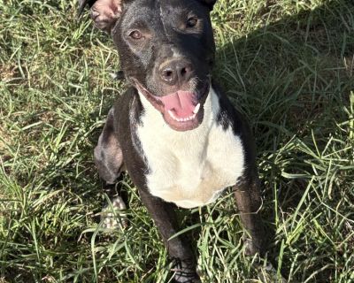Gumdrop - Terrier & Labrador Retriever Mix Male Dog for Adoption