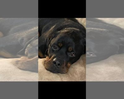 Nitro/Referral - Rottweiler Male Adult Dog for Adoption