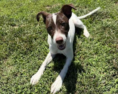 Snickerdoodle - Pointer Female Puppy for Adoption