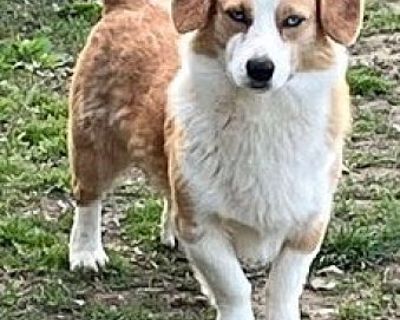 Henry - Corgi/Mixed Breed (Medium) Mix Male Dog for Adoption