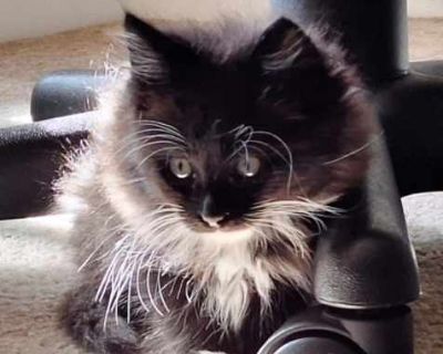 Larrycito`s foster mom writes: `Larrycito is the most adorable fluffy little kitten that hops across the floor like a bunny rabbit. Eternally curious about everything you`re doing, attached at the ankle the moment you`re in the kitchen, rolls upside-down and meows to get extra attention, naps next to you or on your feet under the desk. He purrs loudly when you pet him, and often meows as he pur...