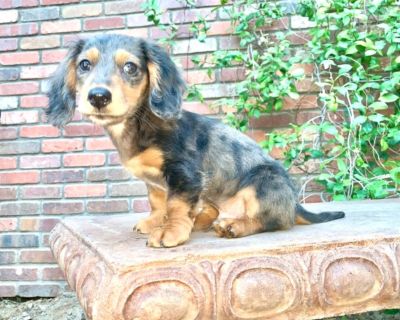 Dachshund Puppies Classifieds Claz Org