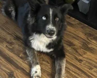 Taz - Border Collie Male Dog for Adoption