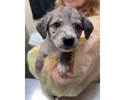 Leona - Australian Shepherd/Mixed Breed (Medium) Mix Female Puppy for Adoption