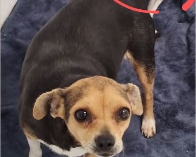 Daisy - Female Adult Chihuahua / Beagle for Adoption