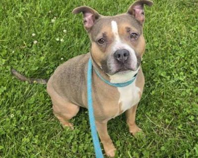 Felicity - American Pit Bull Terrier Female Dog for Adoption