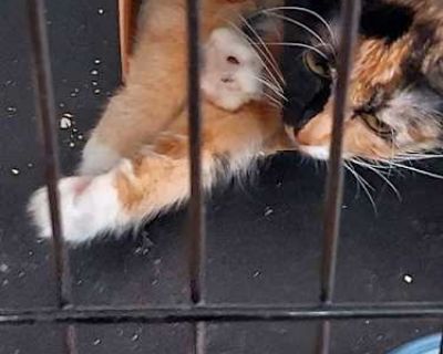 Want to meet? [ Fill out the Application ] , then email it to the contact in this bio.. Not good with dogs Good with cats Shots current Spayed / Neutered Housetrained. Breed Domestic Mediumhair Color Calico or Dilute Calico Age Young Sex Female Pet ID 21950322-319 Hair Length medium