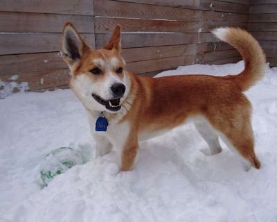 Jamey Carroll - Husky Male Dog for Adoption