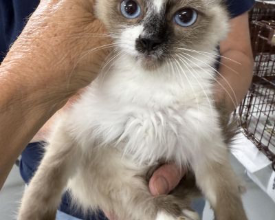 Dainty Assassin is a 4 month old, female Seal Pt. Snowshoe kitten. She has been spayed, has all vaccinations, dewormed and is microchipped. Dainty Assassin is an adorable baby who likes to play and cuddle up!. Characteristics Affectionate, Curious, Friendly, Funny, Gentle, Playful, Loves, Quiet Coat length Medium House-trained Yes Health Vaccinations up to date, spayed / neutered.. Kitten Femal...