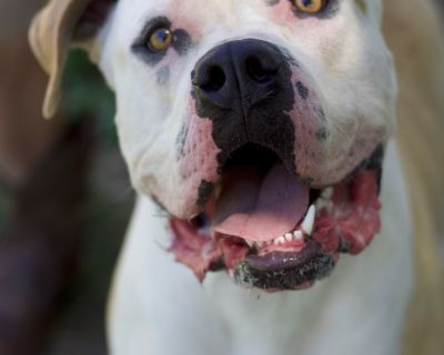 Brutus - American Bulldog Male Dog for Adoption