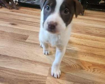 Gobo - Pit Bull Terrier Male Puppy for Adoption