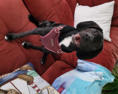 STANLEY - Black Labrador Retriever & Beagle Mix Male Dog for Adoption