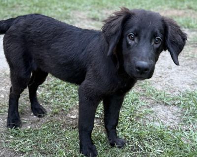 Laid-back and lovable, Cole enjoys attention but is equally happy just lounging nearby. He s a chill guy who rolls with whatever the day brings. At just 6 months old, he is still mastering his potty skills and puppy habits, Cole s making steady progress and with guidance, he ll become that dependable, easygoing friend who s always by your side. IMPORTANT ADOPTION INFORMATION The dog you are con...