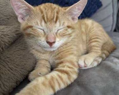 Straw - Domestic Shorthair Female Cat for Adoption