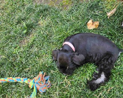 1 Male and 1 Female Miniature Schnauzer Puppies for Sale