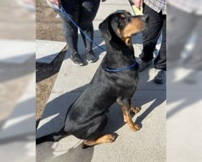 AJ - Doberman Pinscher Male Adult Dog for Adoption