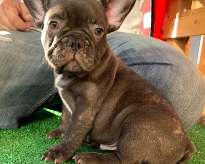 AKC French Bulldog Puppy