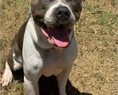 Nacho - Male Puppy American Staffordshire Terrier mix for Adoption