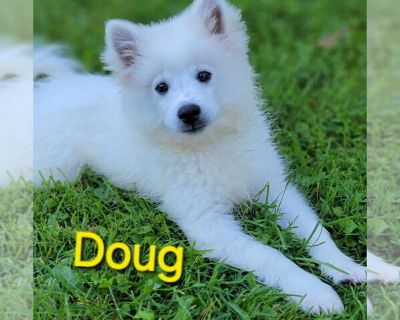 Doug - American Eskimo Dog Male Adult Dog for Adoption