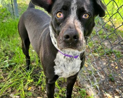 Lady Liberty - Terrier Mix Female Dog for Adoption