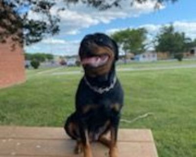 Rottweiler Puppies