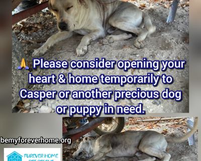 Casper - Labrador Retriever Mix Male Dog for Adoption