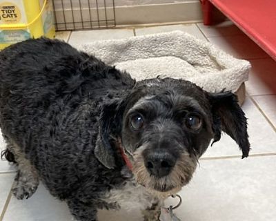 Oscar - Dachshund/Poodle (Miniature) Mix Male Dog for Adoption