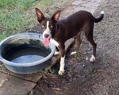 Rob - Border Collie Male Puppy for Adoption