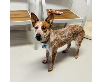 Ziva - Costa Mesa Location - Australian Cattle Dog Female Dog for Adoption