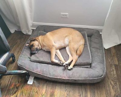 Arya - German Shepherd Dog/Labrador Retriever Mix Female Dog for Adoption
