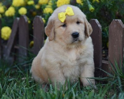 1 Male and 4 Female Golden Retriever Puppies for Sale