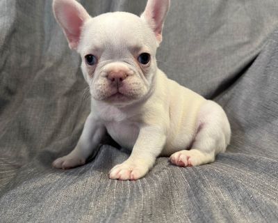 3 Male and 4 Female French Bulldog Puppies for Sale