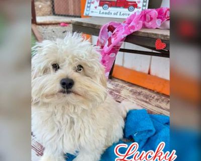 Lucky - Maltipoo Male Dog for Adoption