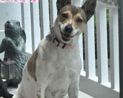 Maddie - Rat Terrier Female Dog for Adoption