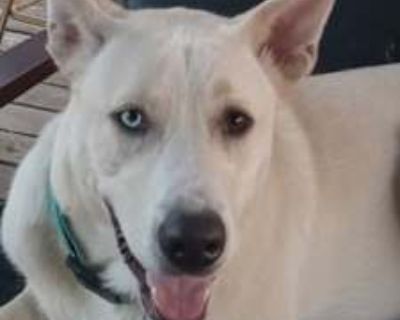 Arlo - Husky/German Shepherd Dog Mix Male Dog for Adoption