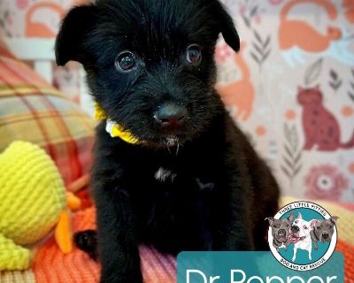 This cutie is Dr. Pepper Soda. She is currently 1 1/2 months old and weighs approximately 2 1/2 pounds. We think they may be a Labrador Retriever / Chihuahua mix*, but with rescue its a guess! What matters most is that they are adorable and are one the MOST desperate in the entire US based on statistics for where this puppy is from. Shelters in this area are having to euthanize puppies. So, thi...