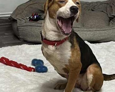 Molly - Beagle/Foxhound Mix Female Dog for Adoption