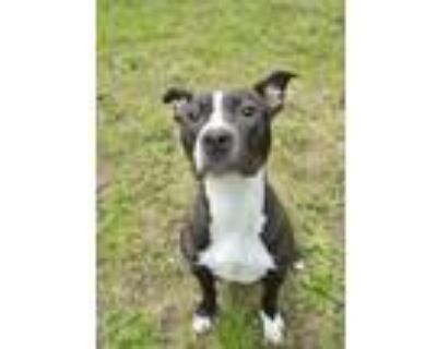 Adopt Jayna 49382 a Pit Bull Terrier, Mixed Breed